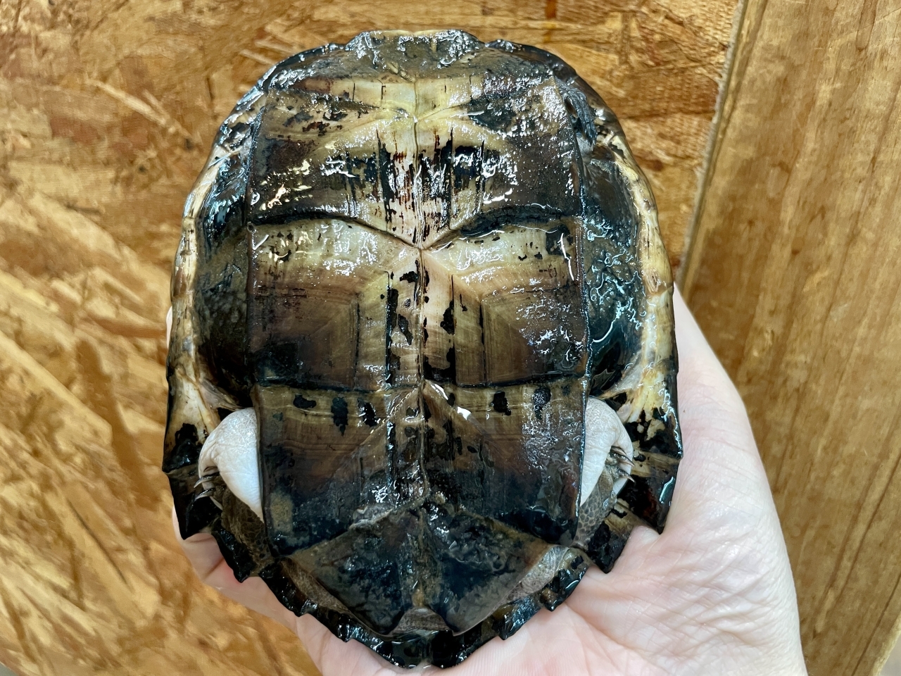 ホオジロクロガメ(4)