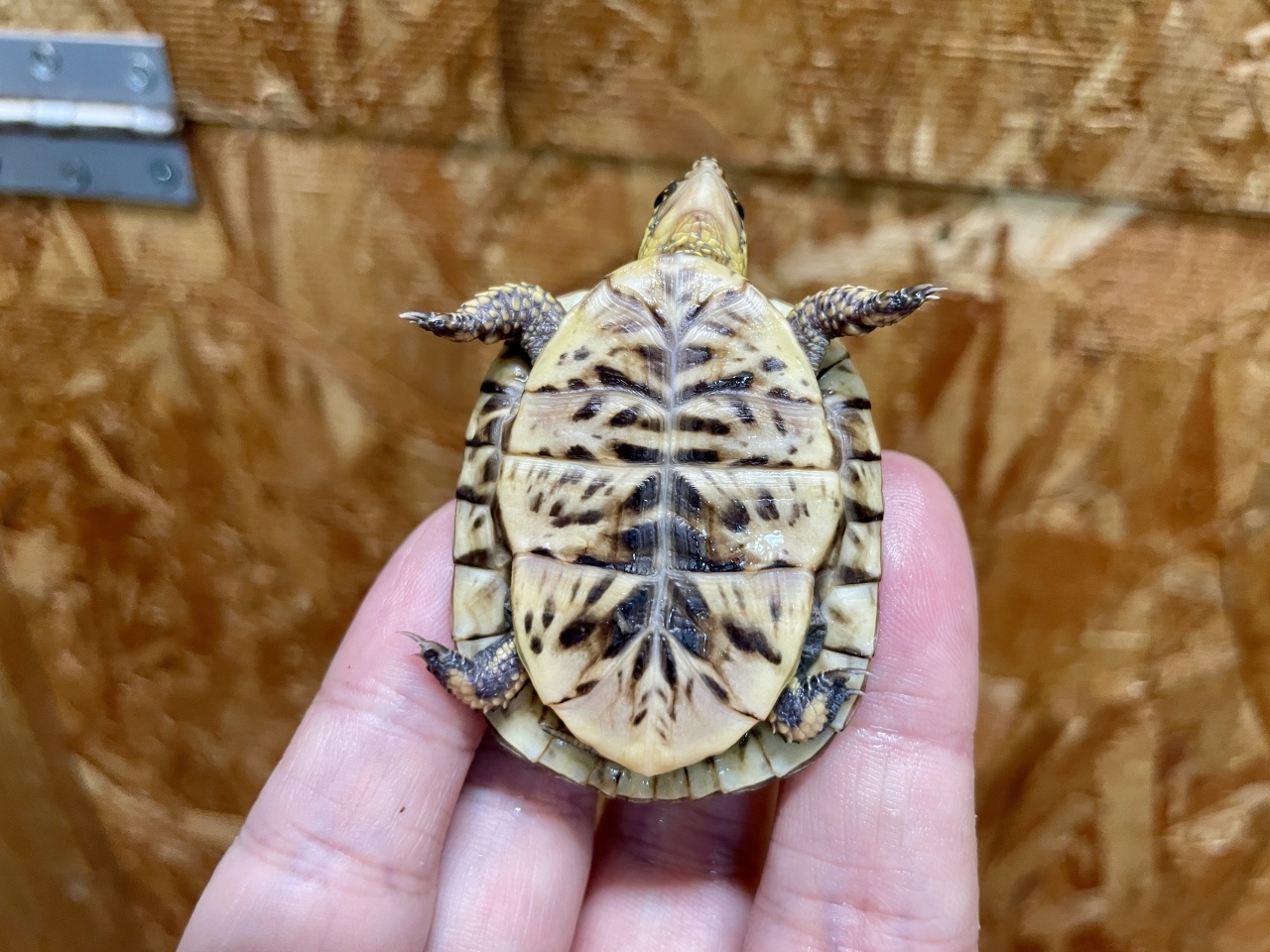 フロリダハコガメ（No.A）(5)