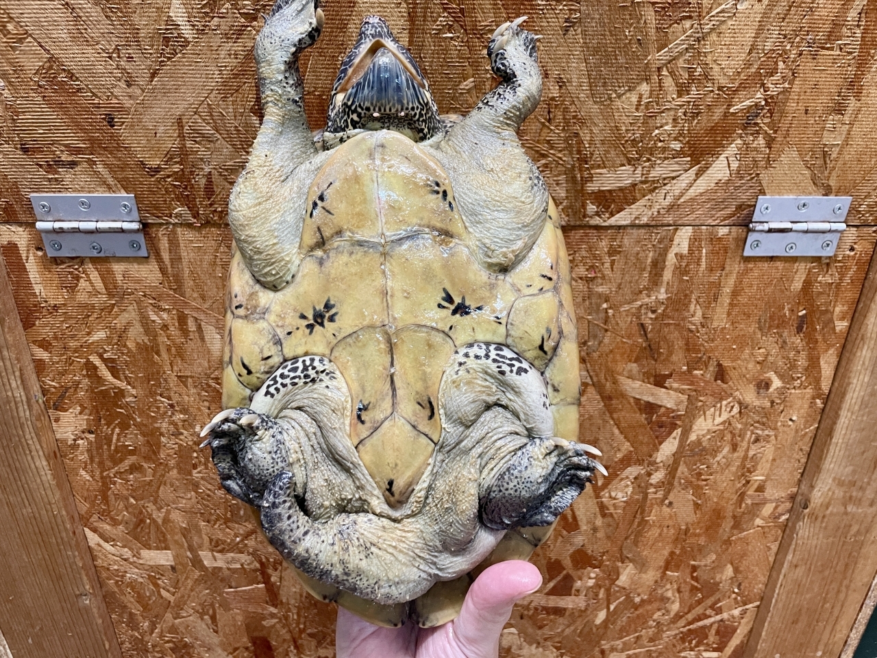 ジャイアントマスクタートル(5)