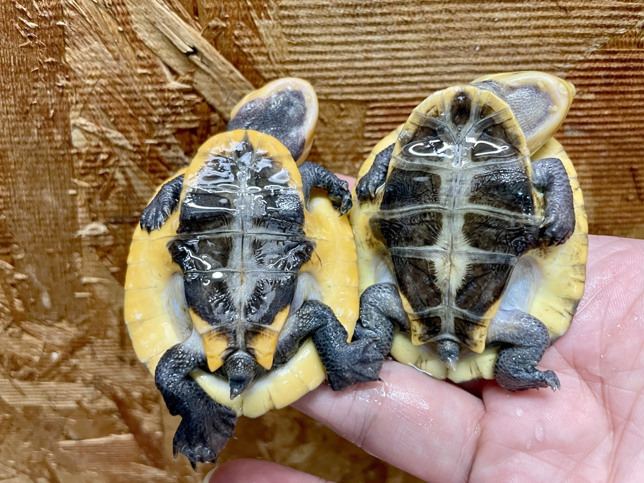 ウェルムスカエルガメ(3)