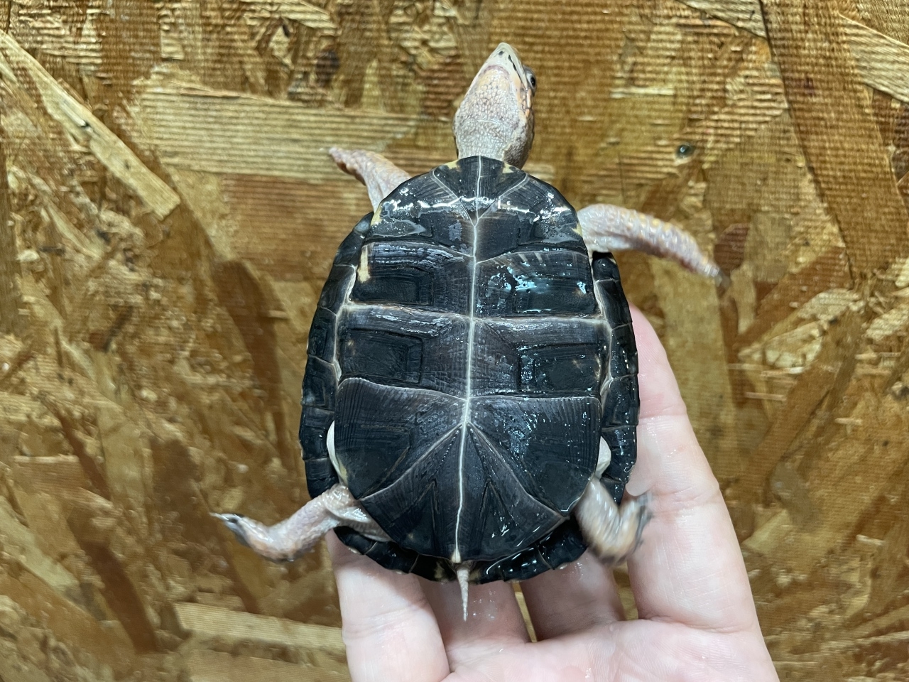 トウブハコガメ（No.4）(5)