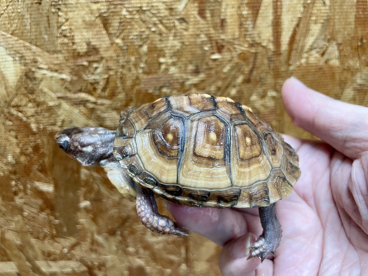 トウブハコガメ（No.B）(2)