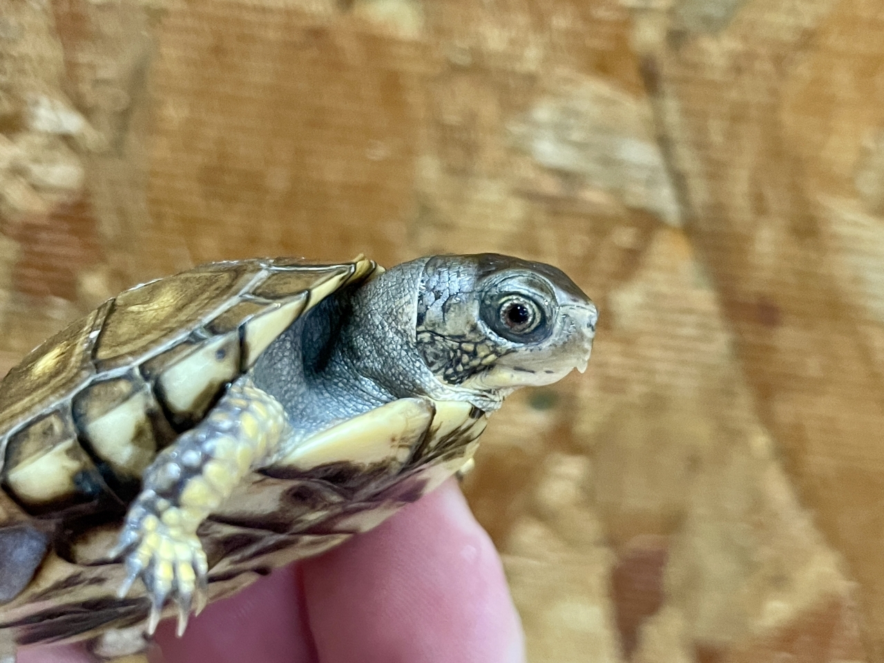 トウブハコガメ（No.1）(3)