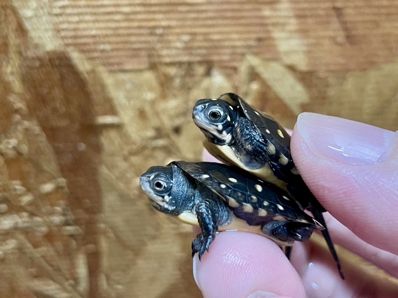 キボシイシガメ（多甲板）(3)