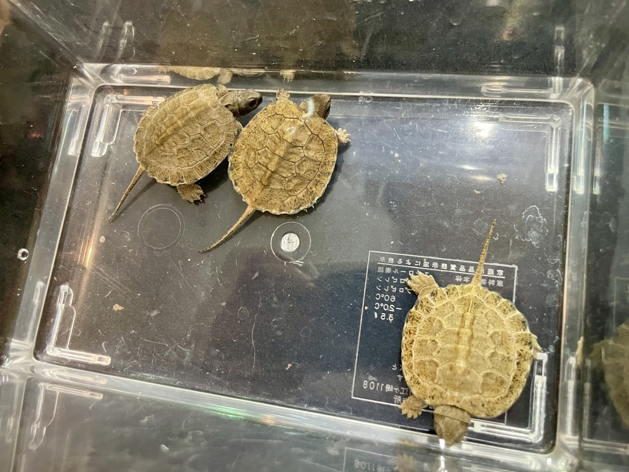 モリイシガメ(1)