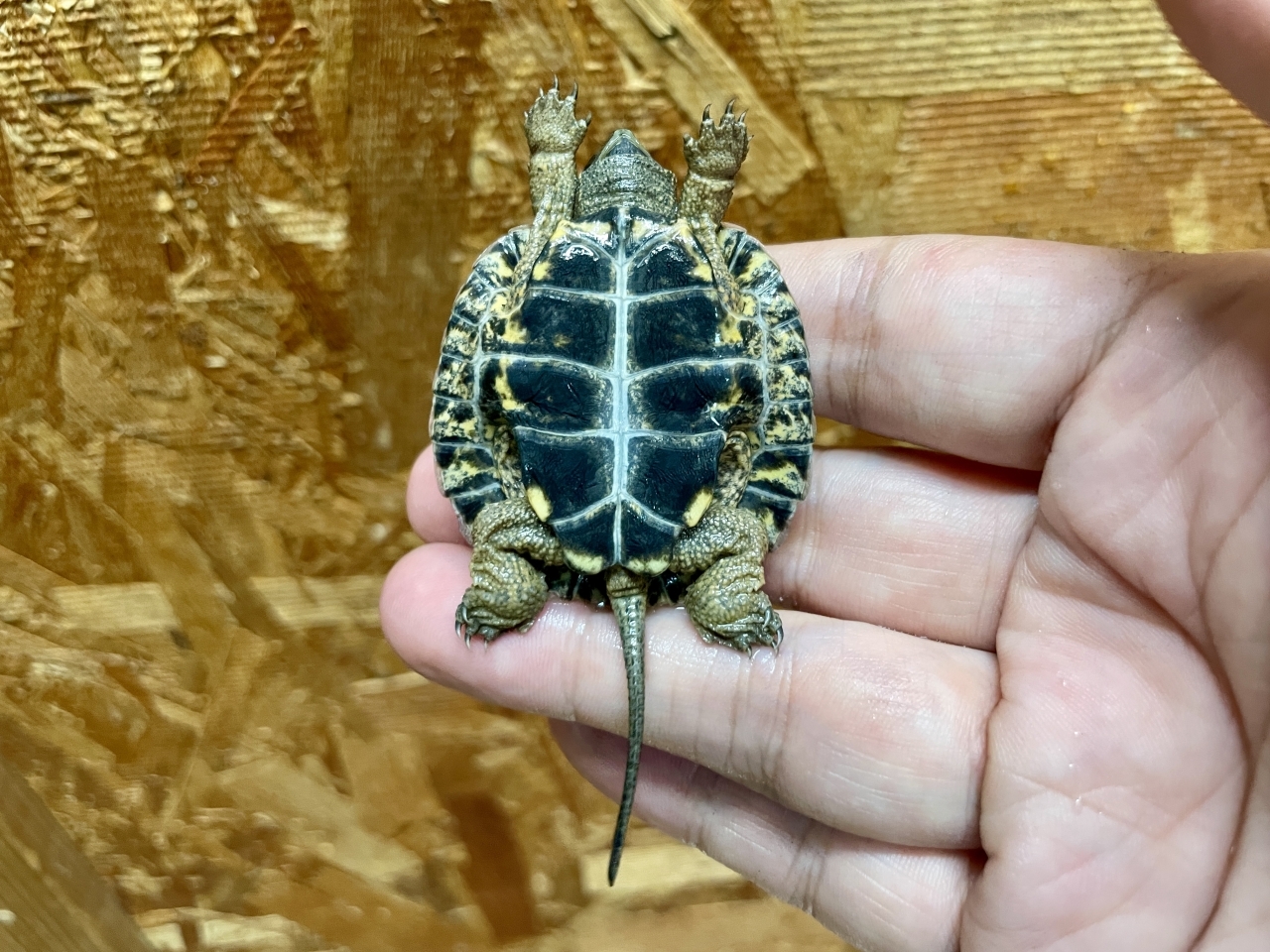 モリイシガメ(4)