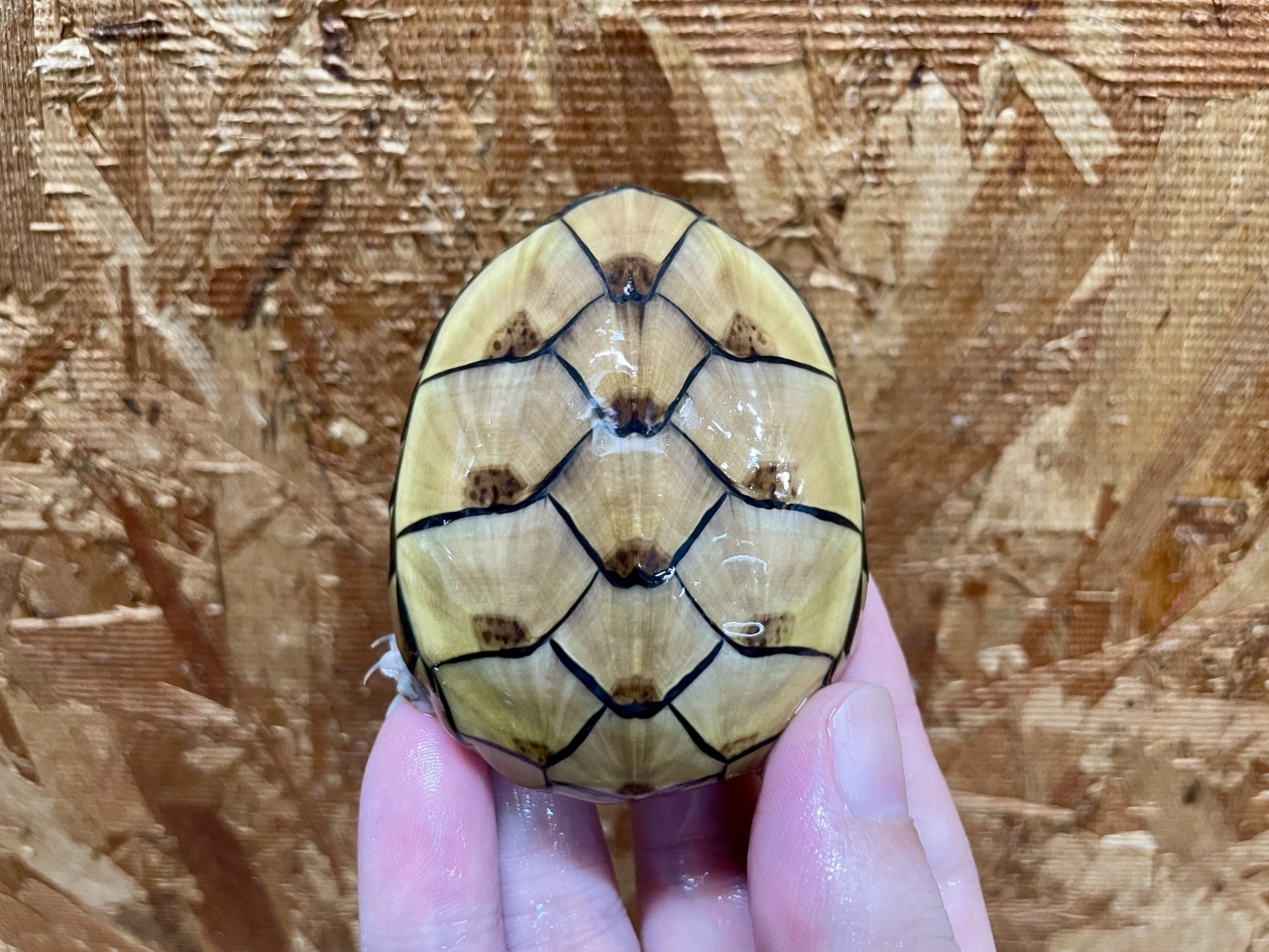 フロリダドロガメ（ハイポ）（No.3）(2)