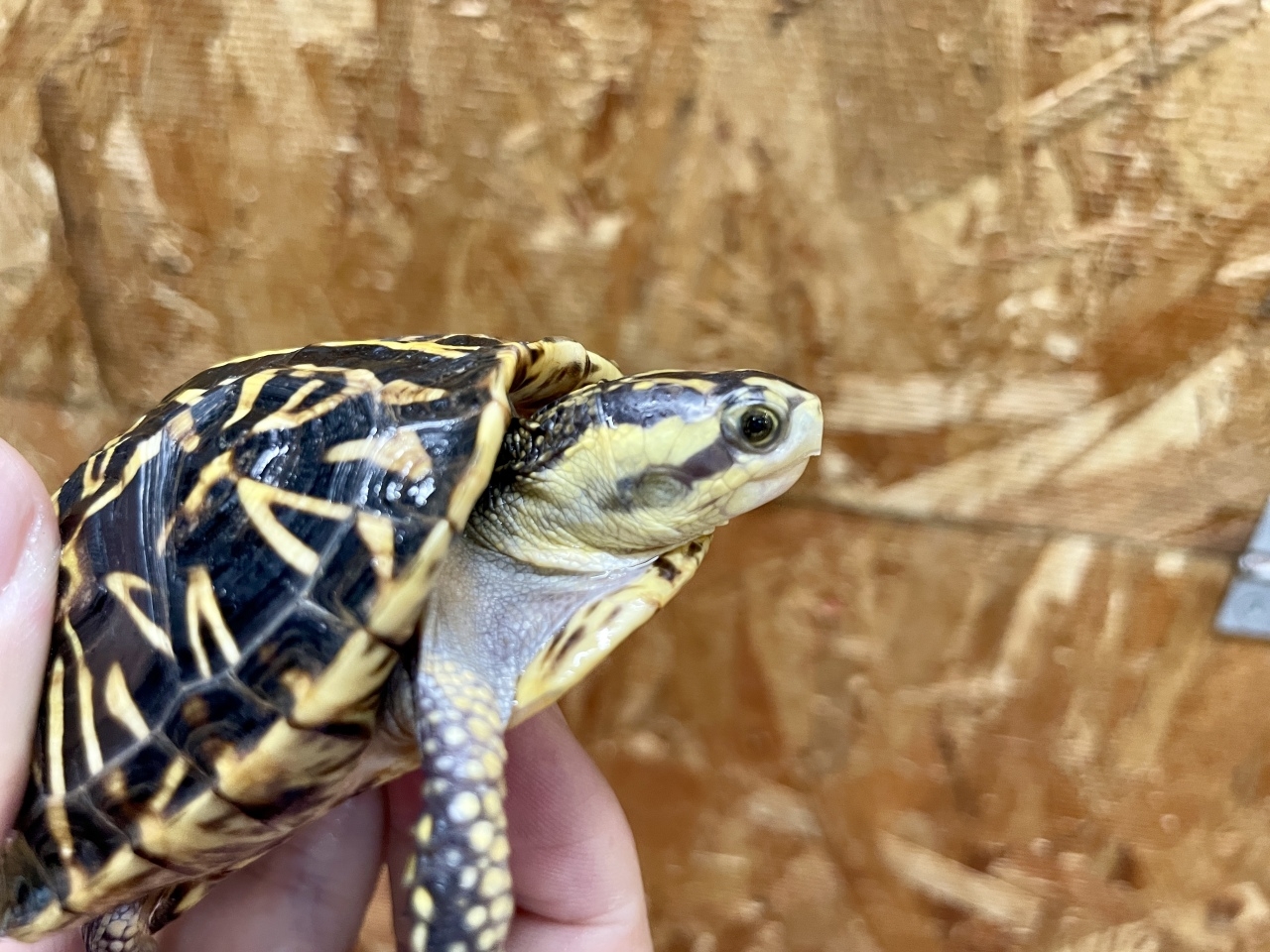 フロリダハコガメ（No.1）(4)