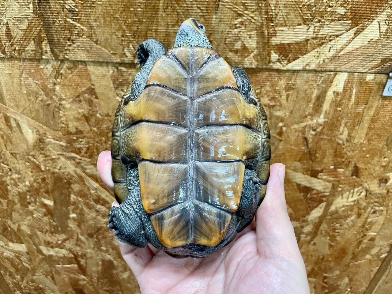 テキサスダイヤモンドバックテラピン(4)