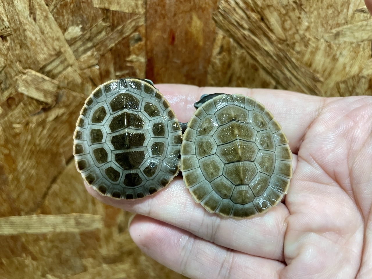 ニシキマゲクビガメ(2)