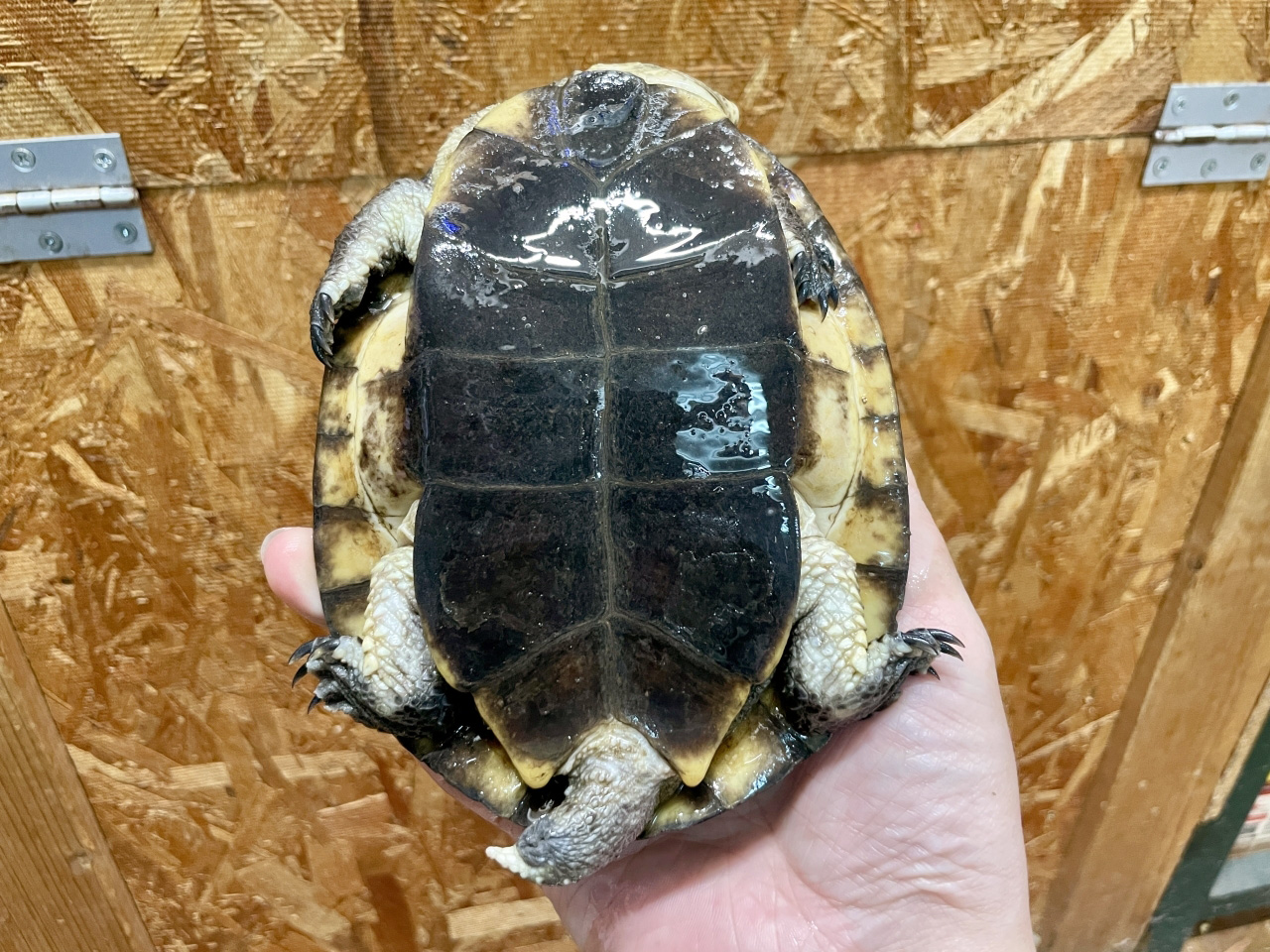 ギバタートル(4)