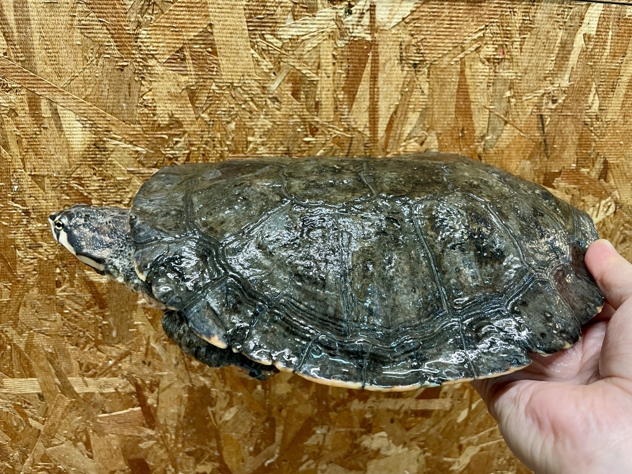 ジェフロアカエルガメ(2)