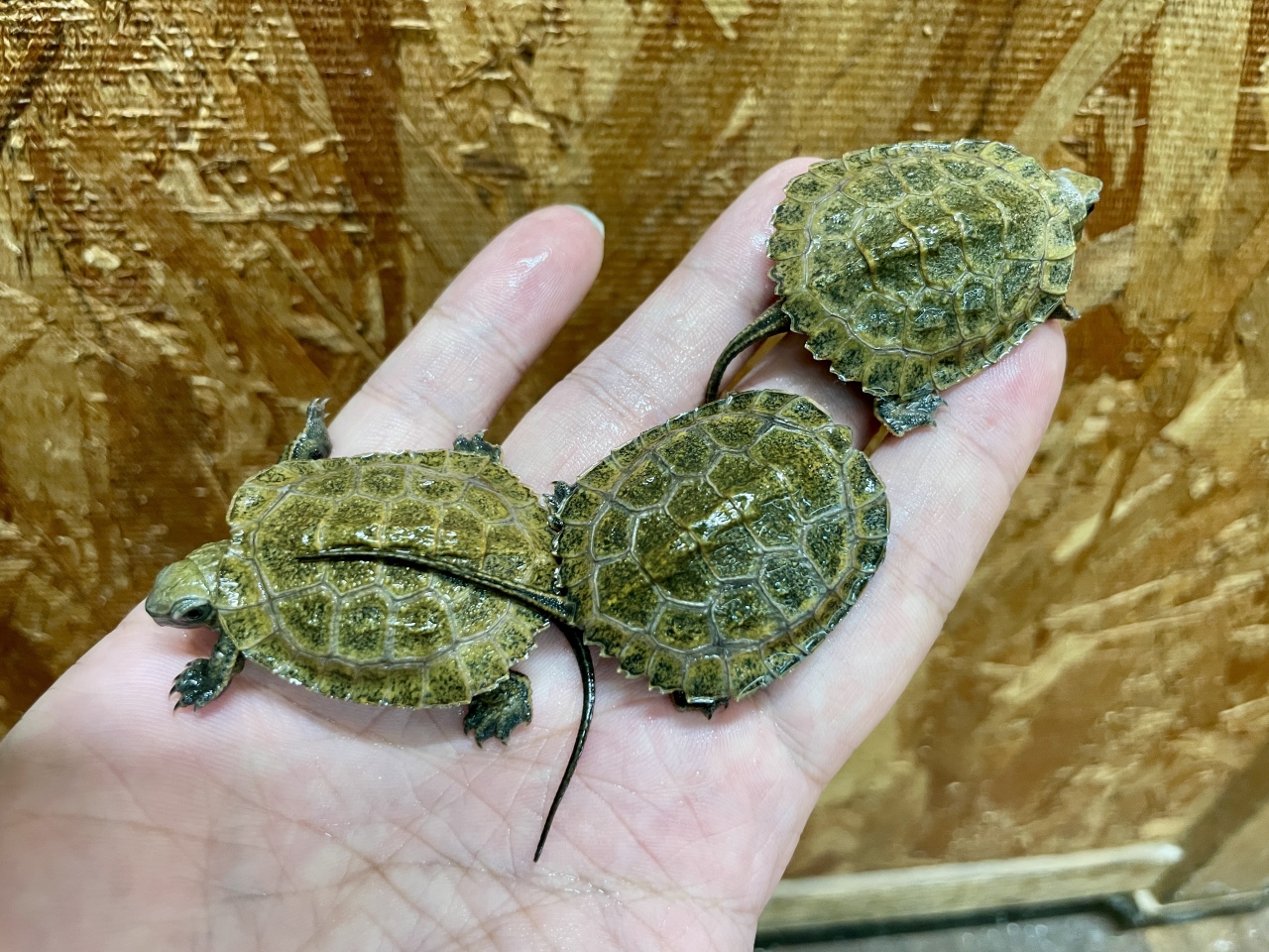 ニホンイシガメ(2)