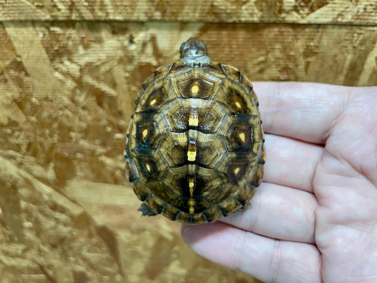 トウブハコガメ（No.4）(1)