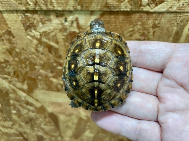 トウブハコガメ（No.4）