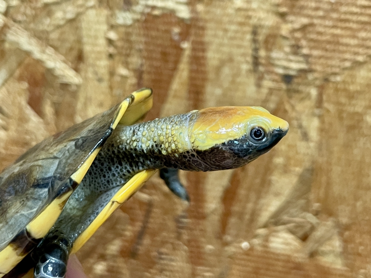 ズアカヒラタヘビクビガメ(3)