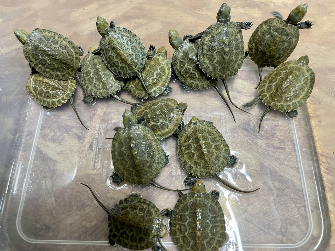ニホンイシガメ(1)