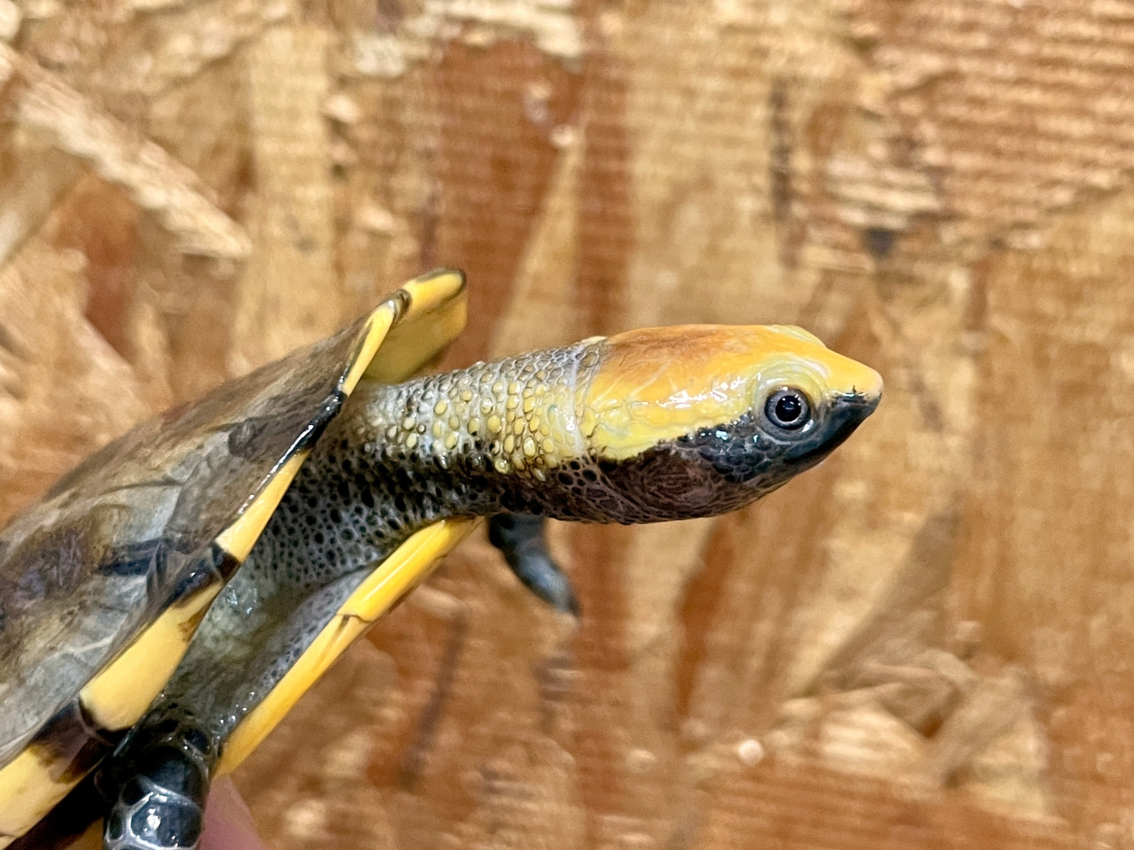 ズアカヒラタヘビクビガメ(3)