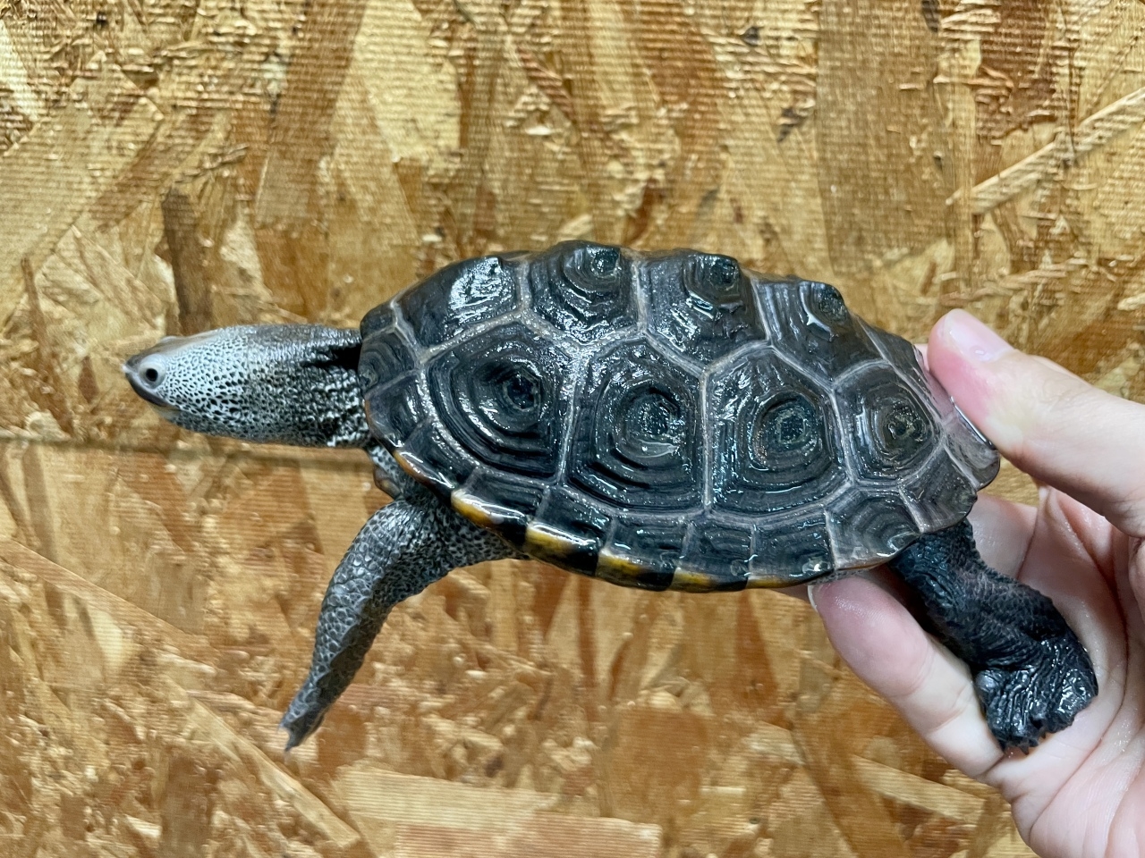 テキサスダイヤモンドバックテラピン(2)