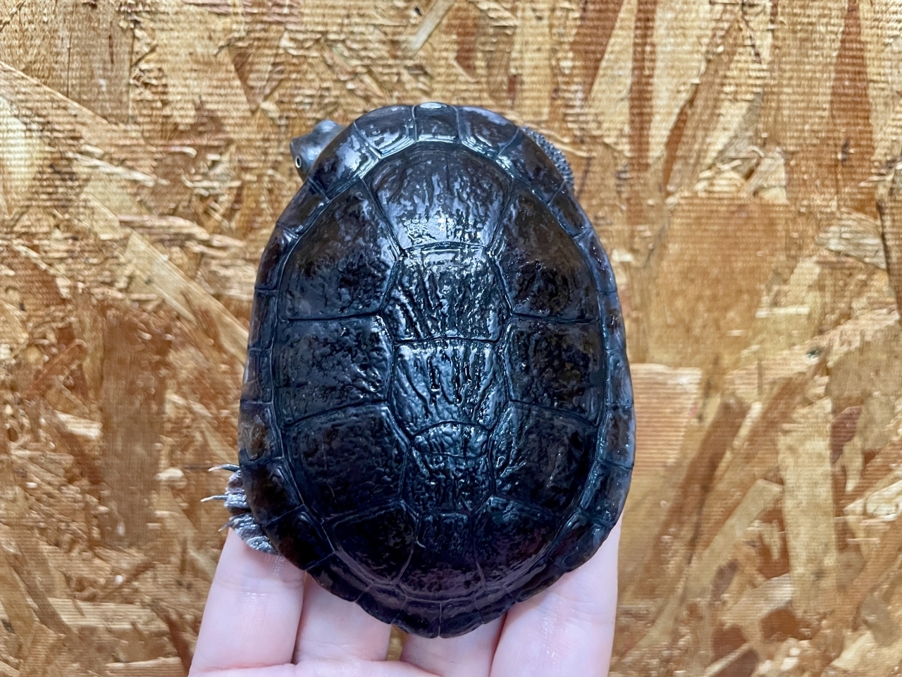 マッコードナガクビガメ（多甲板）(2)