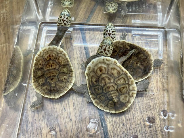 パーケリーナガクビガメ