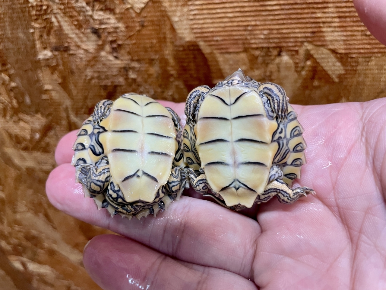 バーバーチズガメ（多甲板）(4)