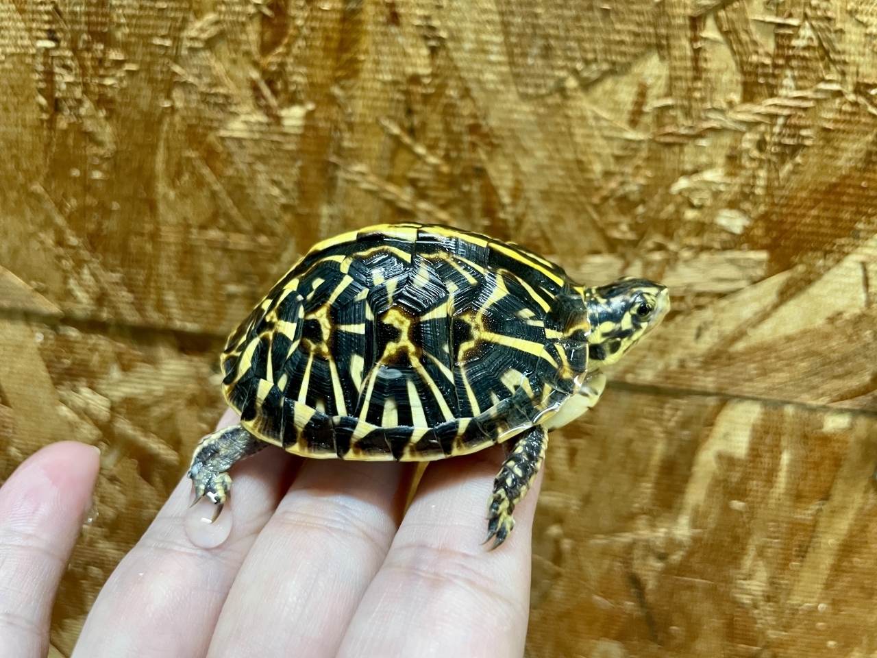 フロリダハコガメ（No.2）(2)