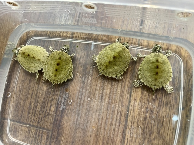 ケイグルチズガメ