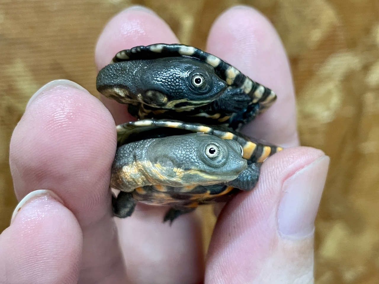 マッコードナガクビガメ（完品）(3)