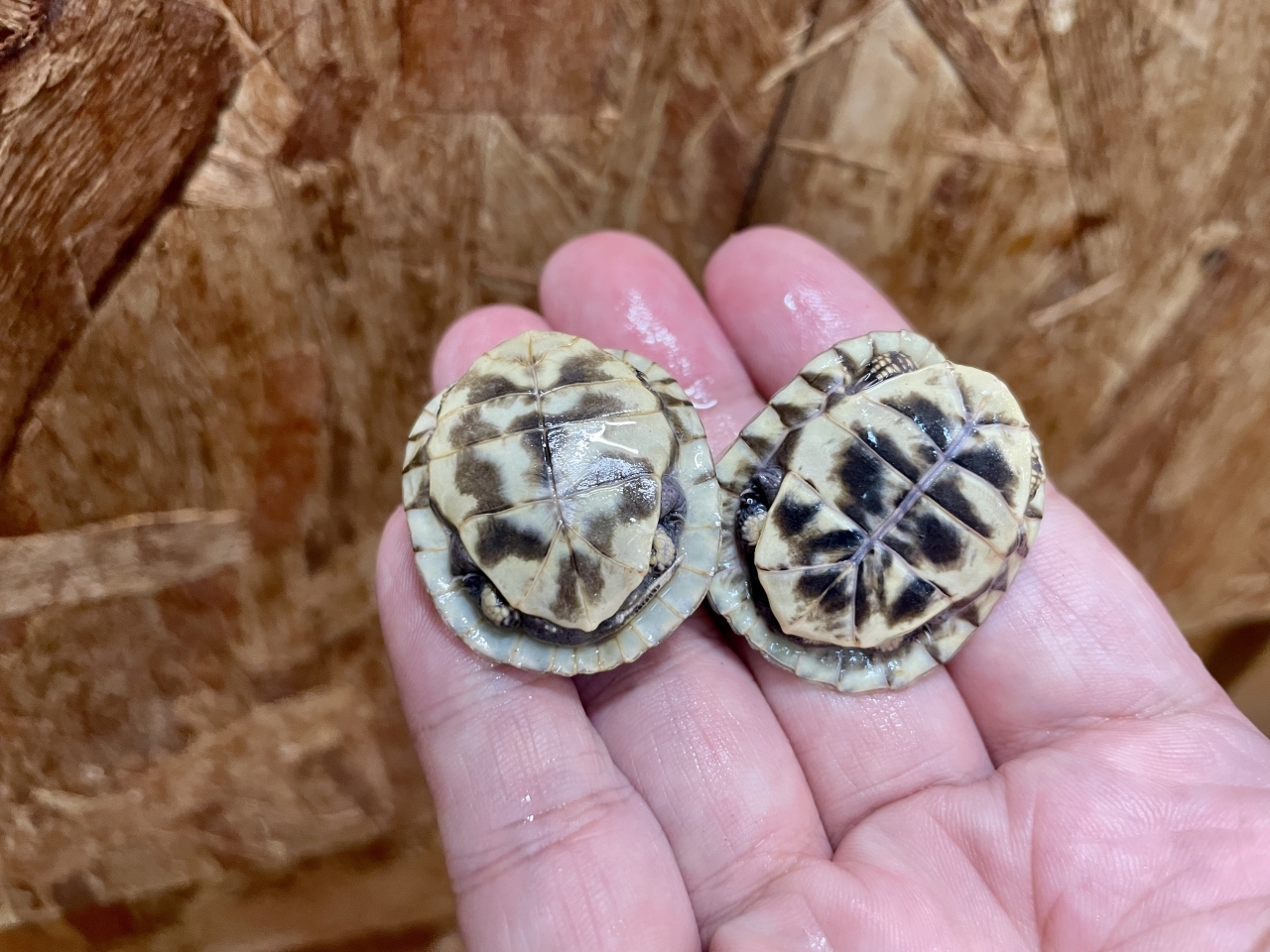 フロリダハコガメ(4)