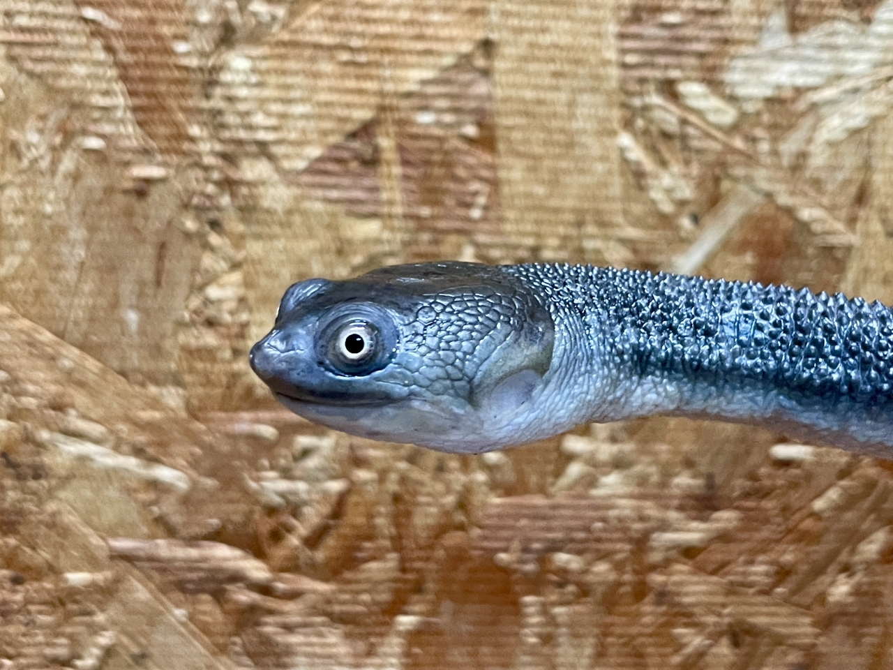 マッコードナガクビガメ（多甲板）(3)