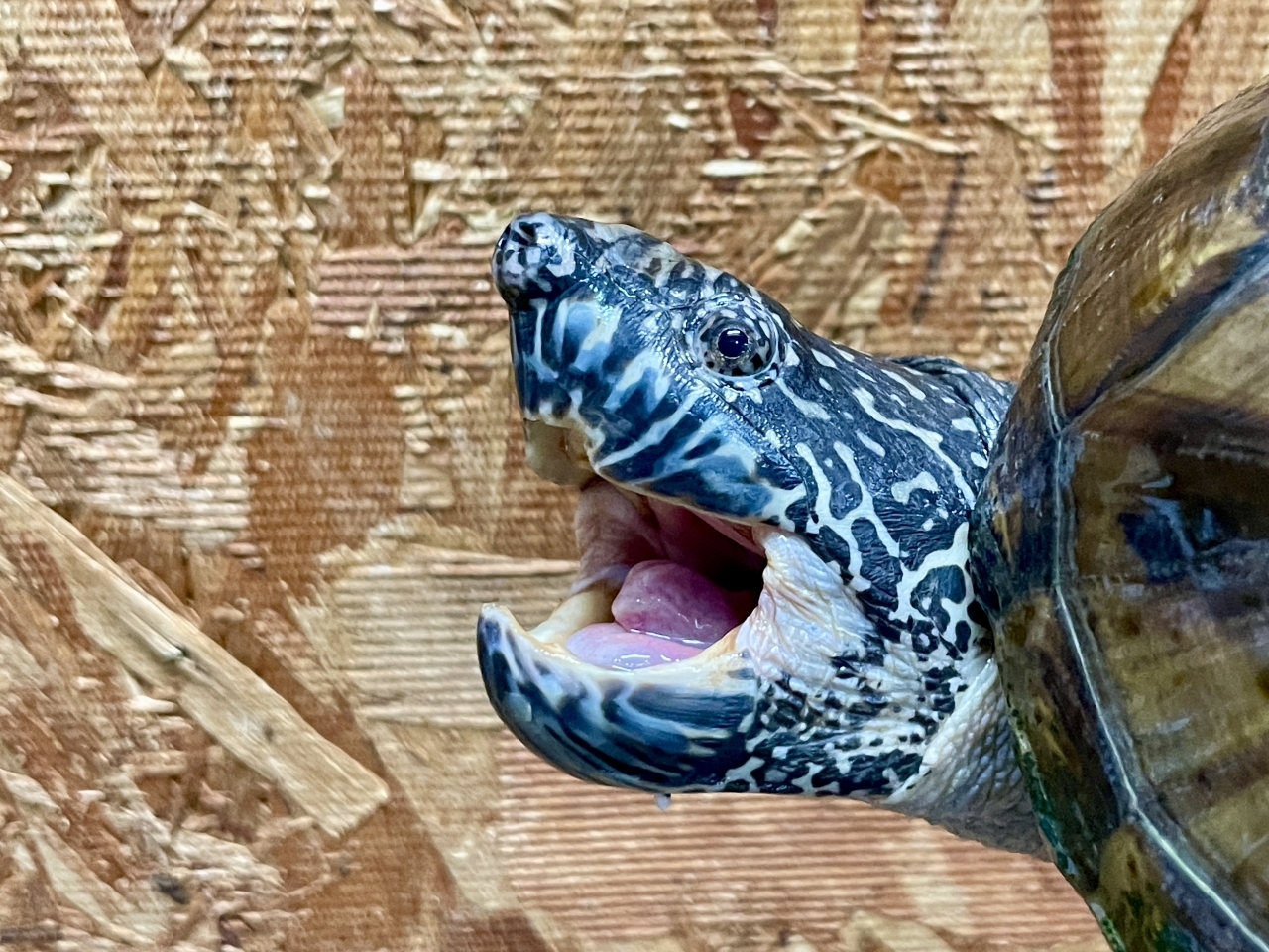 ジャイアントマスクタートル(3)