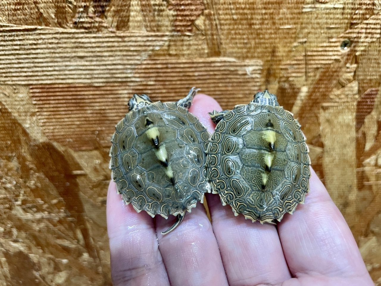 バーバーチズガメ(2)