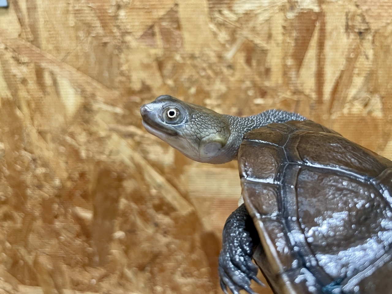 マッコードナガクビガメ（完品）(3)