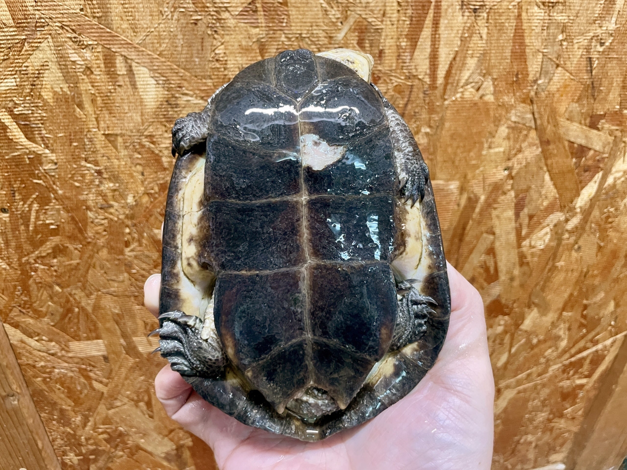 ギバタートル(7)