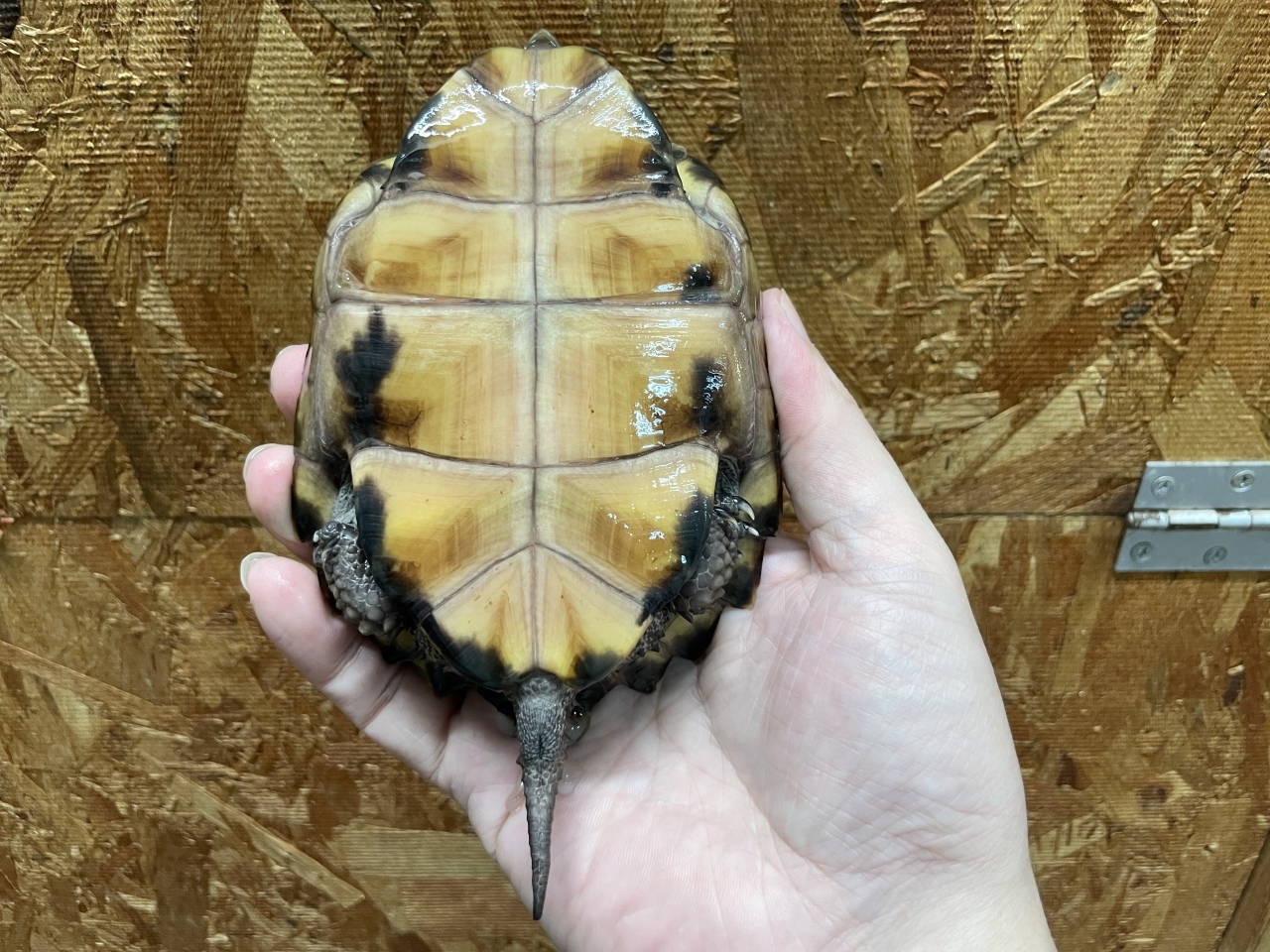 ムオヒラセガメ(5)