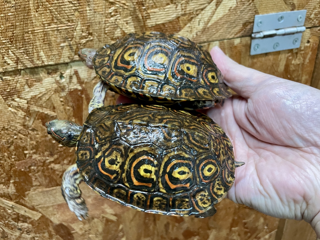 コスタリカアカスジヤマガメ(3)