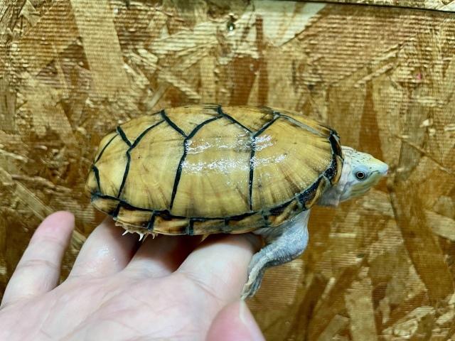 スジクビヒメニオイガメ