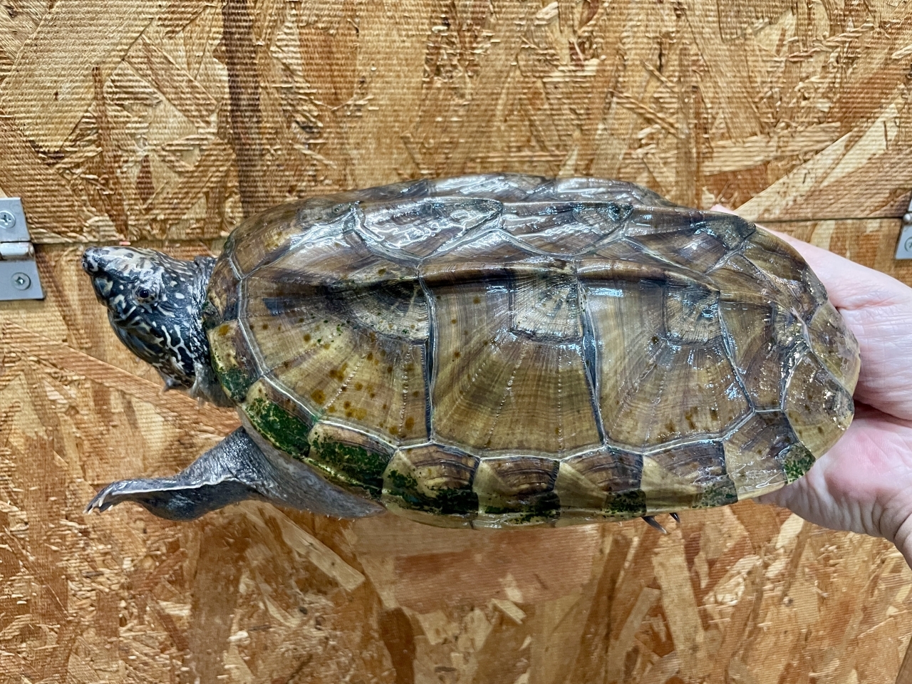 ジャイアントマスクタートル(1)