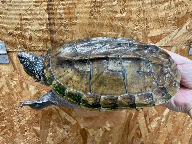 ジャイアントマスクタートル