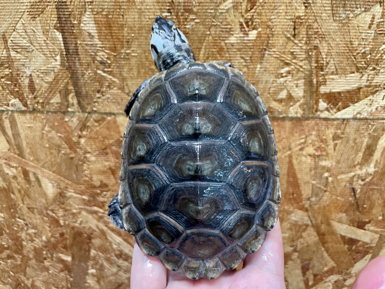 カロリナダイヤモンドバックテラピン（ブルーコンセントリック）（No.3）(1)