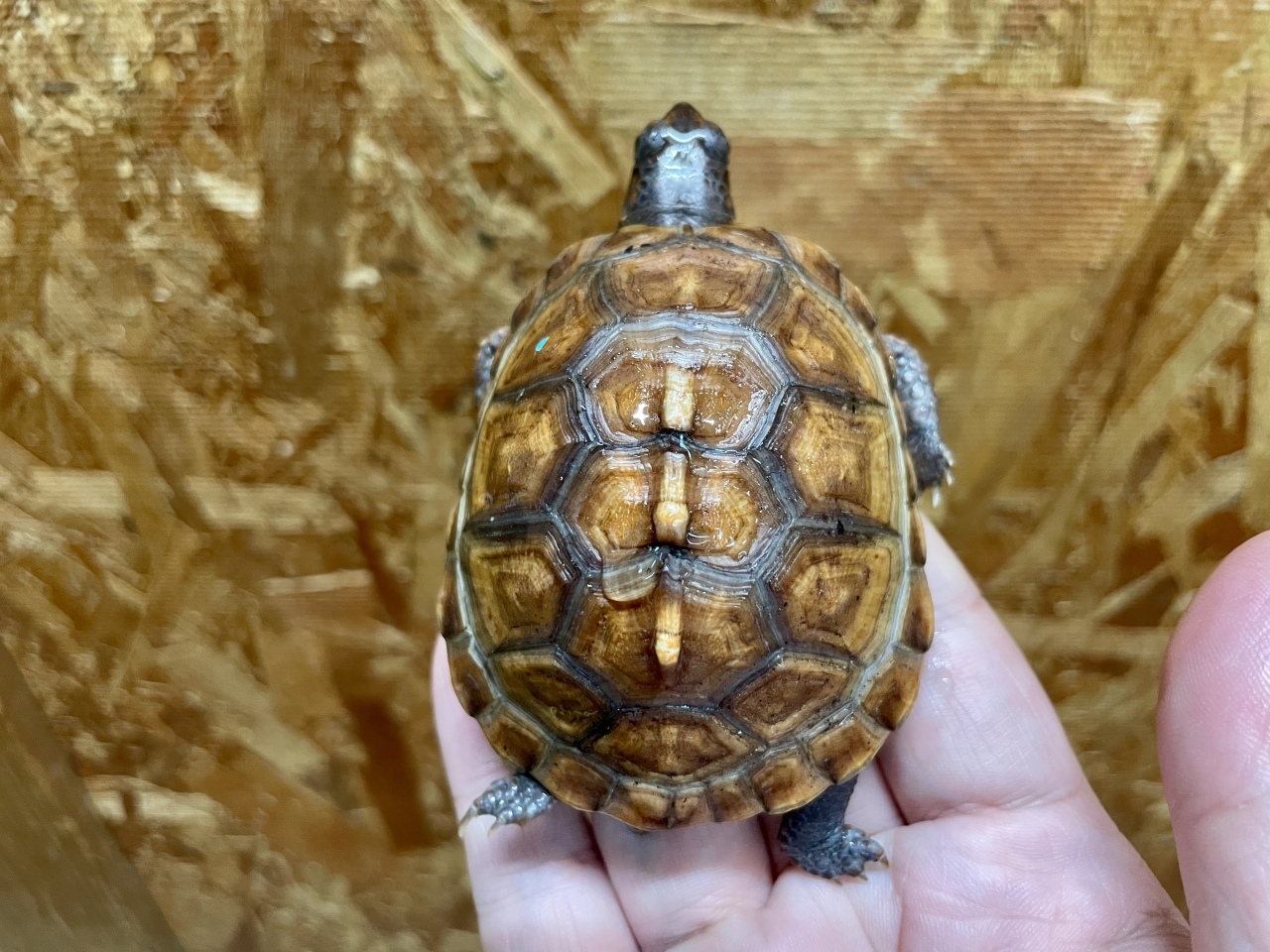 トウブハコガメ（No.C）(3)