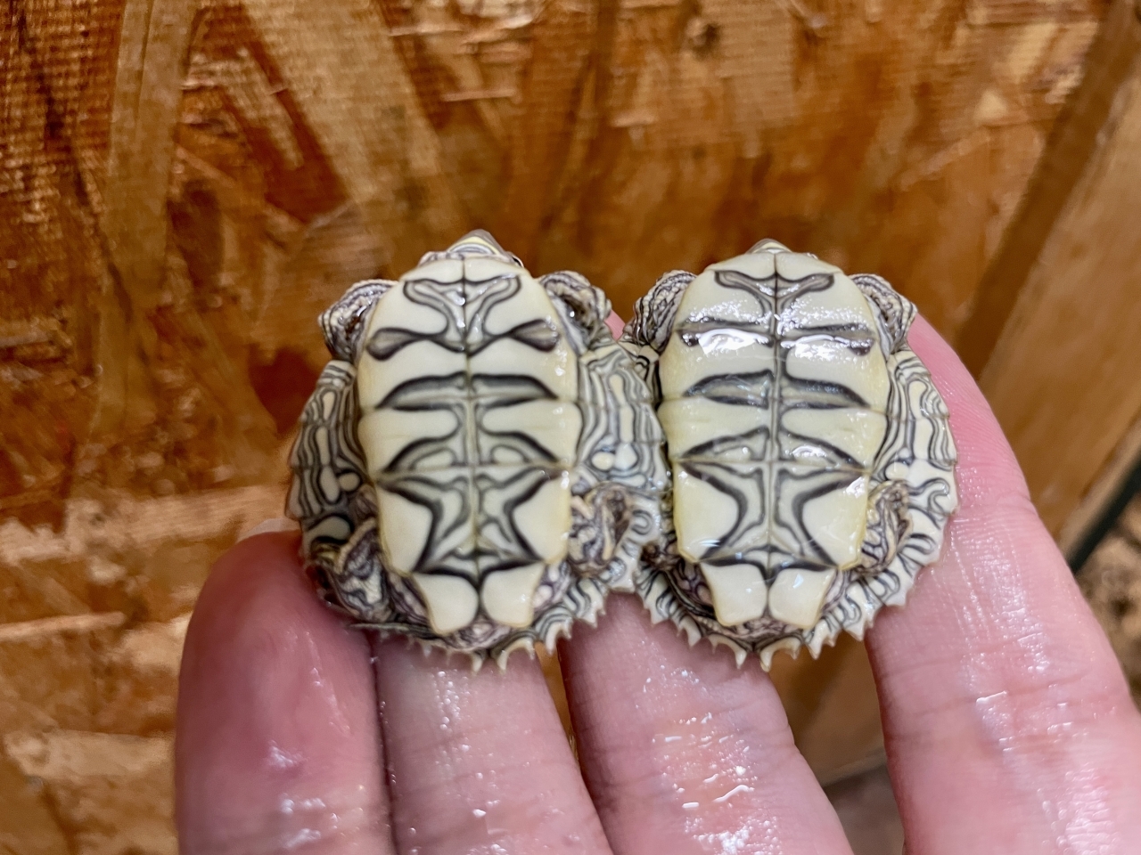 ケイグルチズガメ(3)