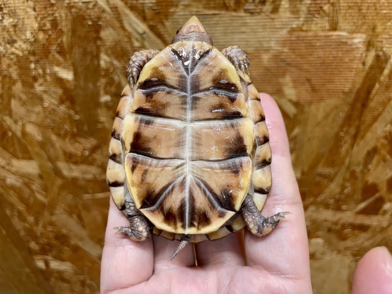 トウブハコガメ（No.C）(5)