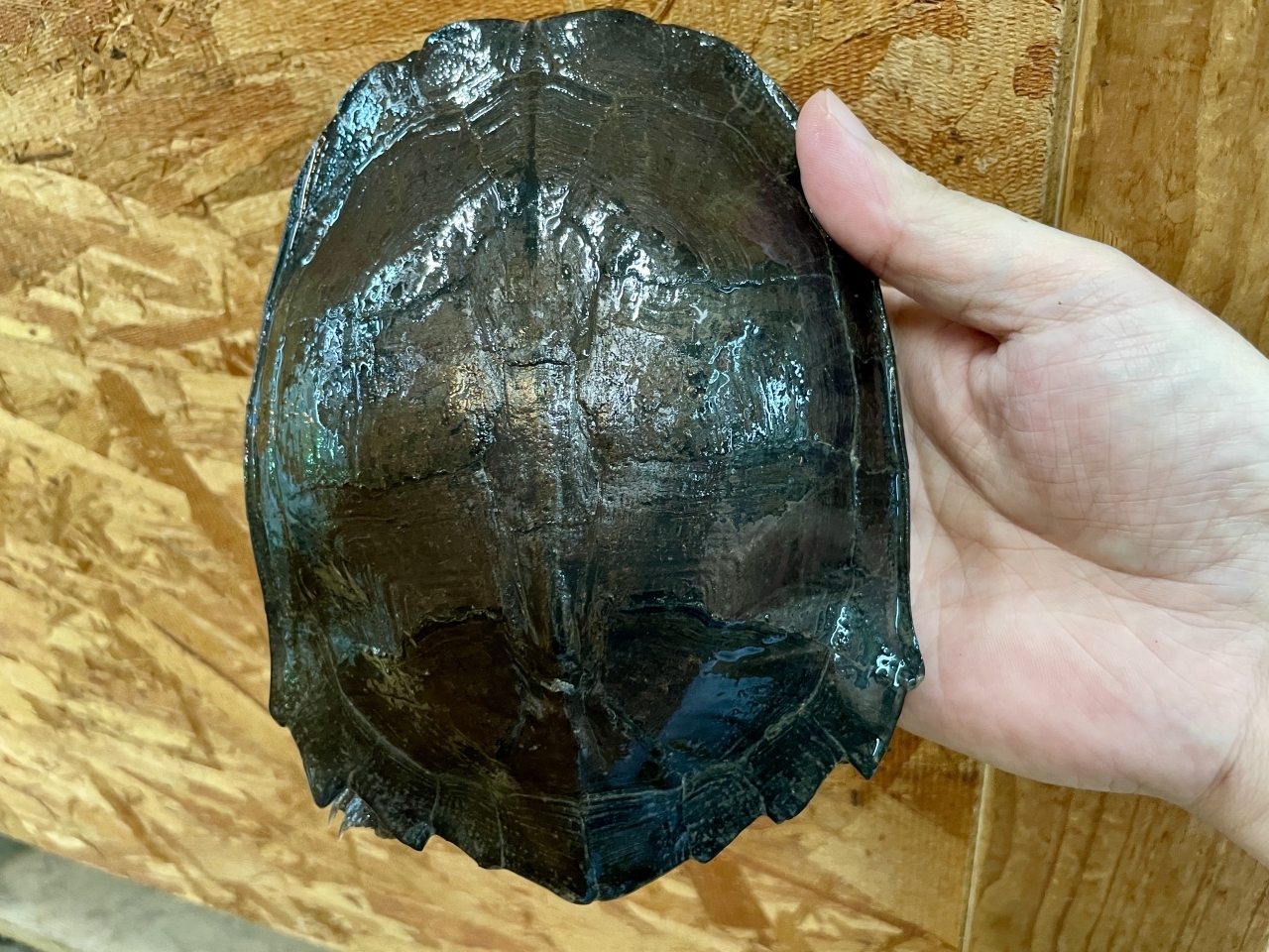 ホオジロクロガメ(2)