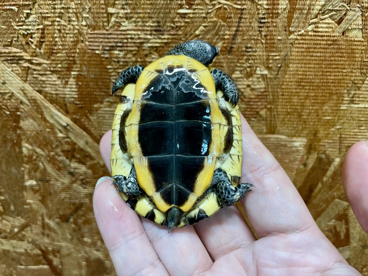 ズアカヒラタヘビクビガメ(4)