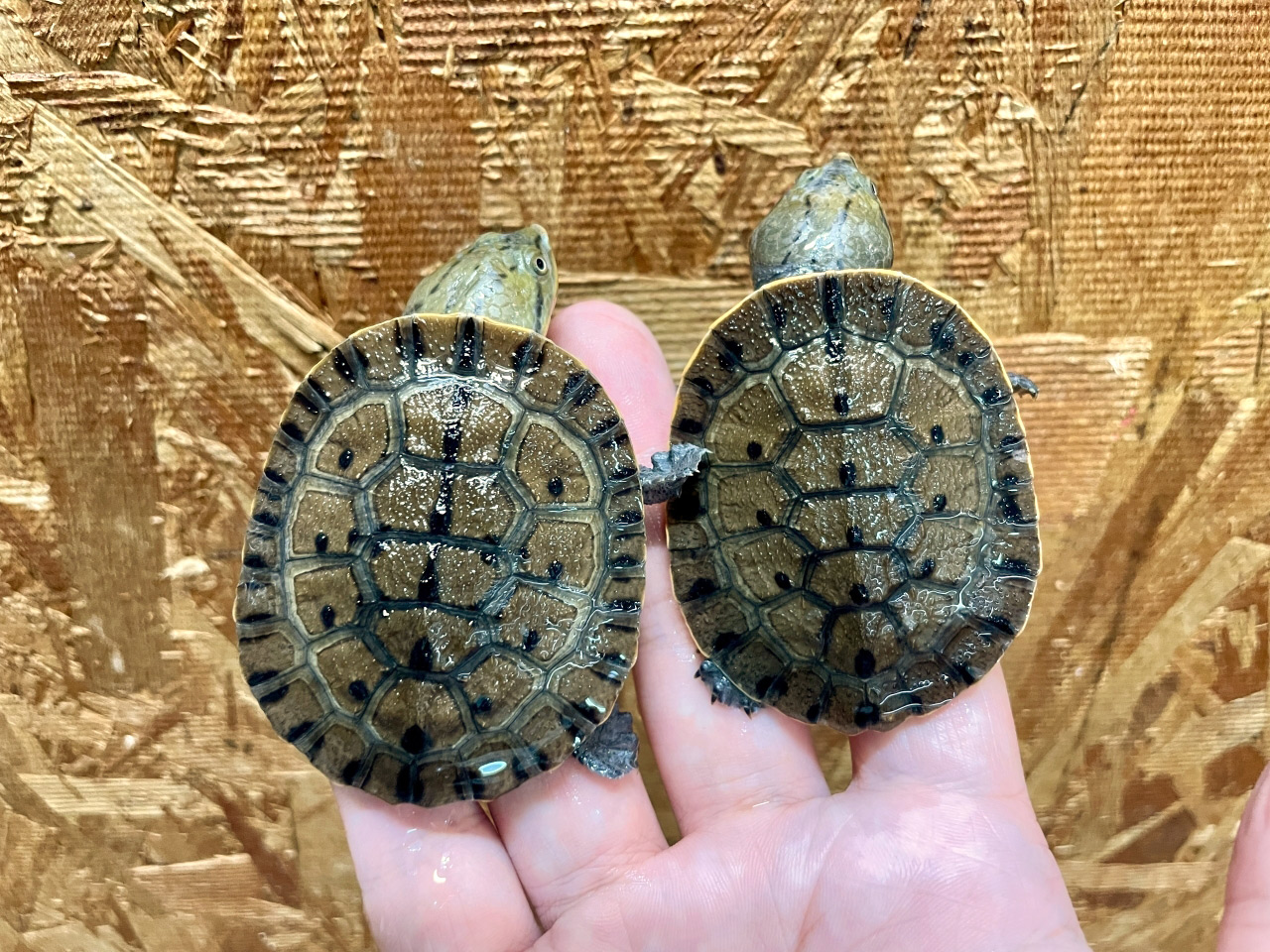 ウェルムスカエルガメ(1)
