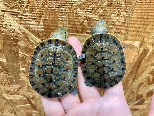 ウェルムスカエルガメ