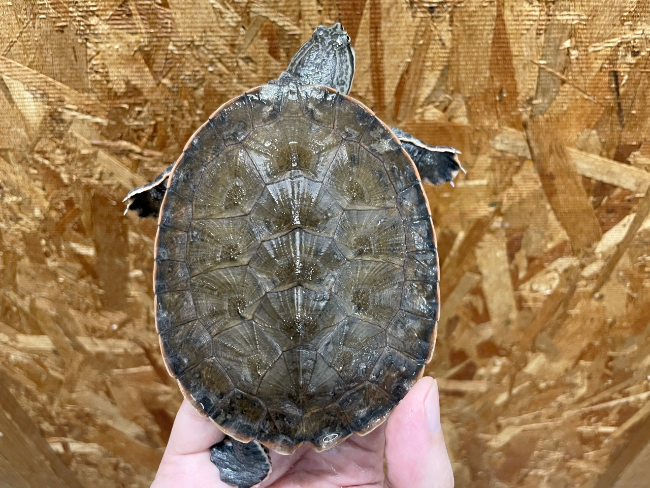 ジェフロアカエルガメ（No.2）(1)