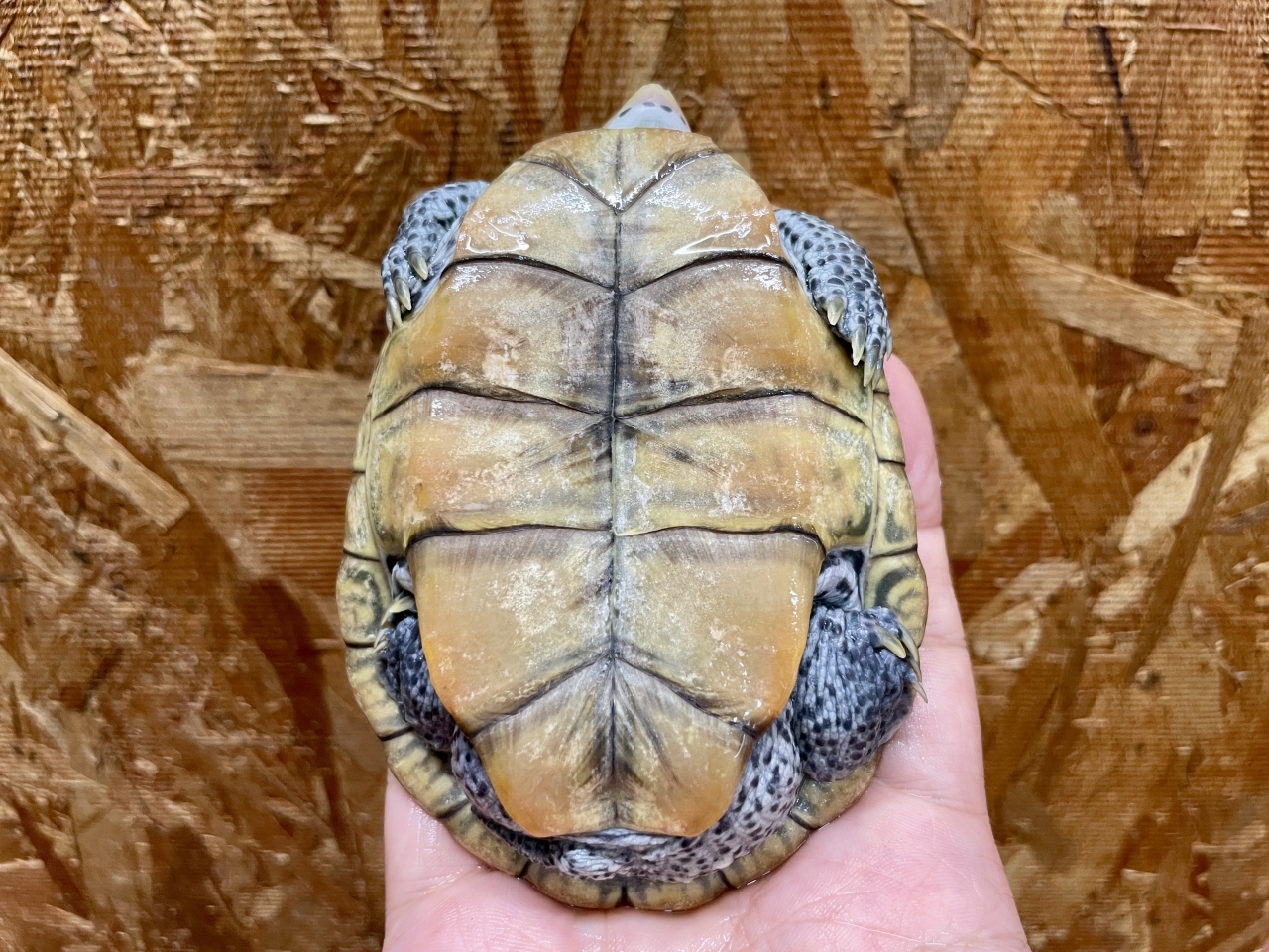 カロリナダイヤモンドバックテラピン（コンセントリック）（No.2）(5)